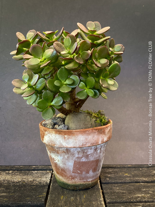Crassula Ovata Minima, bonsai tree, organically grown succulent plants for sale at TOMs FLOWer CLUB.