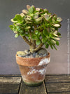 Crassula Ovata Minima, bonsai tree, organically grown succulent plants for sale at TOMs FLOWer CLUB.