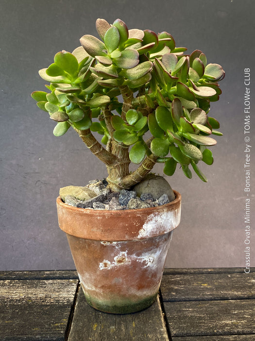 Crassula Ovata Minima, bonsai tree, organically grown succulent plants for sale at TOMs FLOWer CLUB.