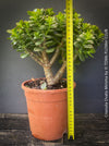 A potted Crassula ovata minima plant with green leaves and a brown trunk, shown in a terracotta pot on a wooden surface against a dark gray background, with a yellow tape measure standing next to it for height reference.
