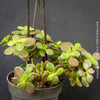 Crassula Ovata Minima, money tree, Geldbaum, Bonsai, organically grown succulent plants for sale at TOMs FLOWer CLUB.