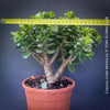 Crassula Ovata Minima, money tree, Geldbaum, Bonsai, organically grown succulent plants for sale at TOMs FLOWer CLUB.