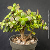 Crassula Ovata Minima, money tree, Geldbaum, Bonsai, organically grown succulent plants for sale at TOMs FLOWer CLUB.
