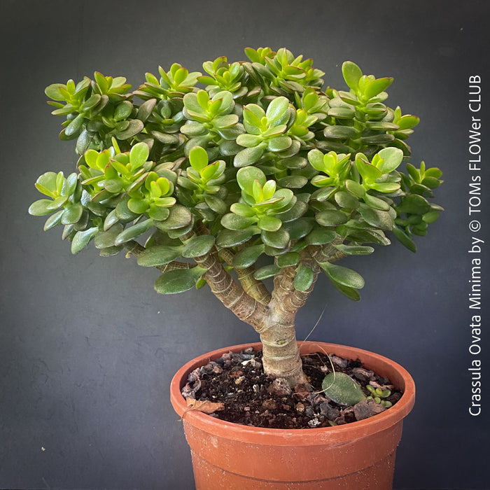 A potted Crassula ovata 'Minima' bonsai-style plant with dense green leaves and a thick textured trunk, shown in a terracotta-colored plastic pot against a dark gray background by © TOMS FLOWER CLUB'.