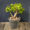 Crassula Ovata Minima, money tree, Geldbaum, Bonsai, organically grown succulent plants for sale at TOMs FLOWer CLUB.
