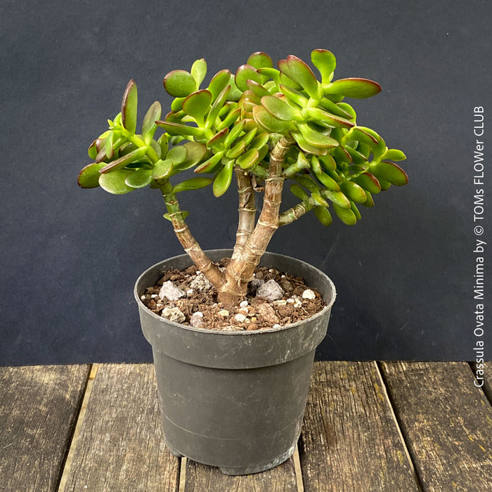 Crassula Ovata Minima, money tree, Geldbaum, Bonsai, organically grown succulent plants for sale at TOMs FLOWer CLUB.