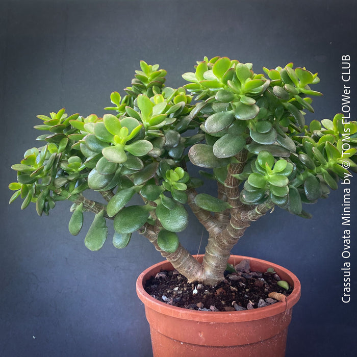Crassula Ovata Minima, money tree, Geldbaum, Bonsai, organically grown succulent plants for sale at TOMs FLOWer CLUB.