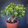 Crassula Ovata Minima, money tree, Geldbaum, Bonsai, organically grown succulent plants for sale at TOMs FLOWer CLUB.