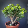 Crassula Ovata Minima, money tree, Geldbaum, Bonsai, organically grown succulent plants for sale at TOMs FLOWer CLUB.