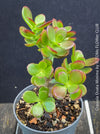 Crassula Ovata Minima, money tree, Geldbaum, Bonsai, organically grown succulent plants for sale at TOMs FLOWer CLUB.