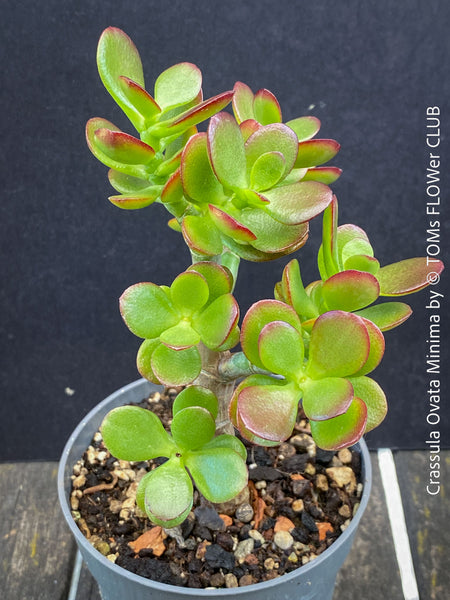 Crassula Ovata Minima, money tree, Geldbaum, Bonsai, organically grown succulent plants for sale at TOMs FLOWer CLUB.