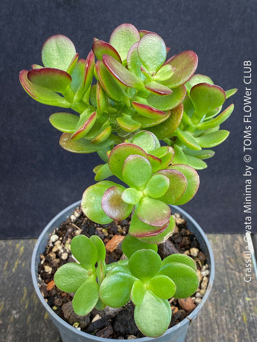 Crassula Ovata Minima, money tree, Geldbaum, Bonsai, organically grown succulent plants for sale at TOMs FLOWer CLUB.