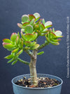Crassula Ovata Minima, money tree, Geldbaum, Bonsai, organically grown succulent plants for sale at TOMs FLOWer CLUB.