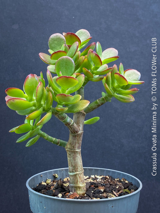 Crassula Ovata Minima, money tree, Geldbaum, Bonsai, organically grown succulent plants for sale at TOMs FLOWer CLUB.