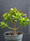 Crassula Ovata Minima, money tree, Geldbaum, Bonsai, organically grown succulent plants for sale at TOMs FLOWer CLUB.