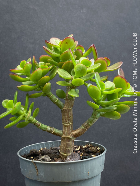 Crassula Ovata Minima, money tree, Geldbaum, Bonsai, organically grown succulent plants for sale at TOMs FLOWer CLUB.