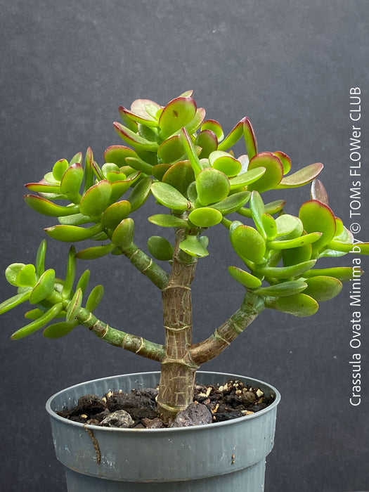 Crassula Ovata Minima, money tree, Geldbaum, Bonsai, organically grown succulent plants for sale at TOMs FLOWer CLUB.
