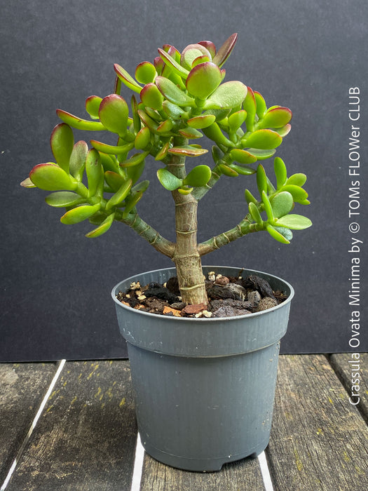 Crassula Ovata Minima, money tree, Geldbaum, Bonsai, organically grown succulent plants for sale at TOMs FLOWer CLUB.