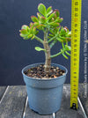 Crassula Ovata Minima, money tree, Geldbaum, Bonsai, organically grown succulent plants for sale at TOMs FLOWer CLUB.