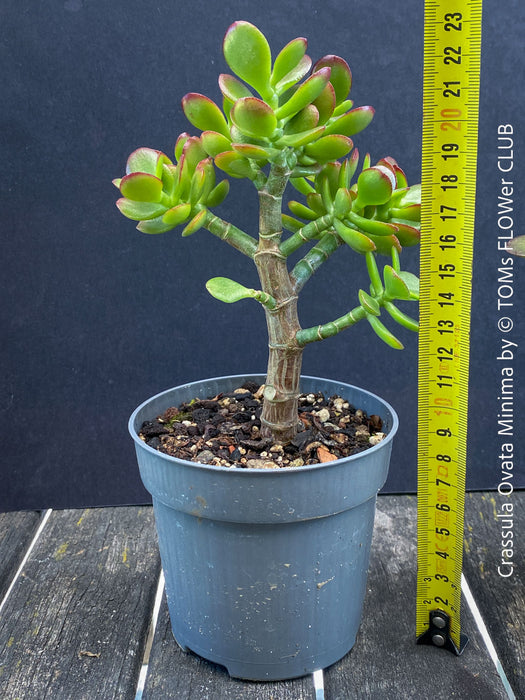 Crassula Ovata Minima, money tree, Geldbaum, Bonsai, organically grown succulent plants for sale at TOMs FLOWer CLUB.