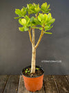 Crassula Ovata, Bonsai Tree, organically grown sun loving succulent plants for sale at TOMs FLOWer CLUB.