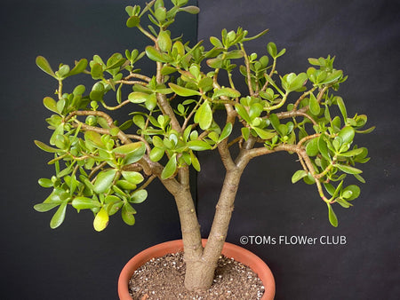 Bonsai Tree, Crassula Ovata, Geldbaum, money tree, organically grown sun loving succulent plants for sale at TOMs FLOWer CLUB.