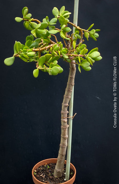 Bonsai Tree, Crassula Ovata, Geldbaum, money tree, organically grown sun loving succulent plants for sale at TOMs FLOWer CLUB.
