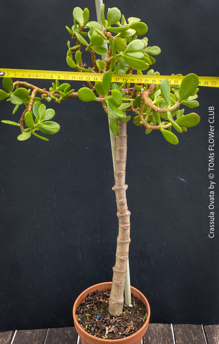 Bonsai Tree, Crassula Ovata, Geldbaum, money tree, organically grown sun loving succulent plants for sale at TOMs FLOWer CLUB.