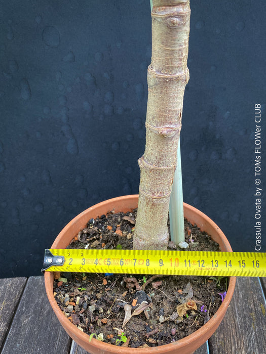 Bonsai Tree, Crassula Ovata, Geldbaum, money tree, organically grown sun loving succulent plants for sale at TOMs FLOWer CLUB.