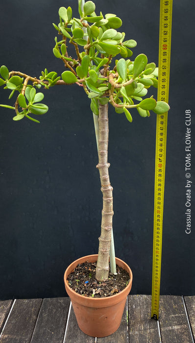 Bonsai Tree, Crassula Ovata, Geldbaum, money tree, organically grown sun loving succulent plants for sale at TOMs FLOWer CLUB.