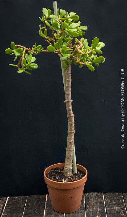 Bonsai Tree, Crassula Ovata, Geldbaum, money tree, organically grown sun loving succulent plants for sale at TOMs FLOWer CLUB.