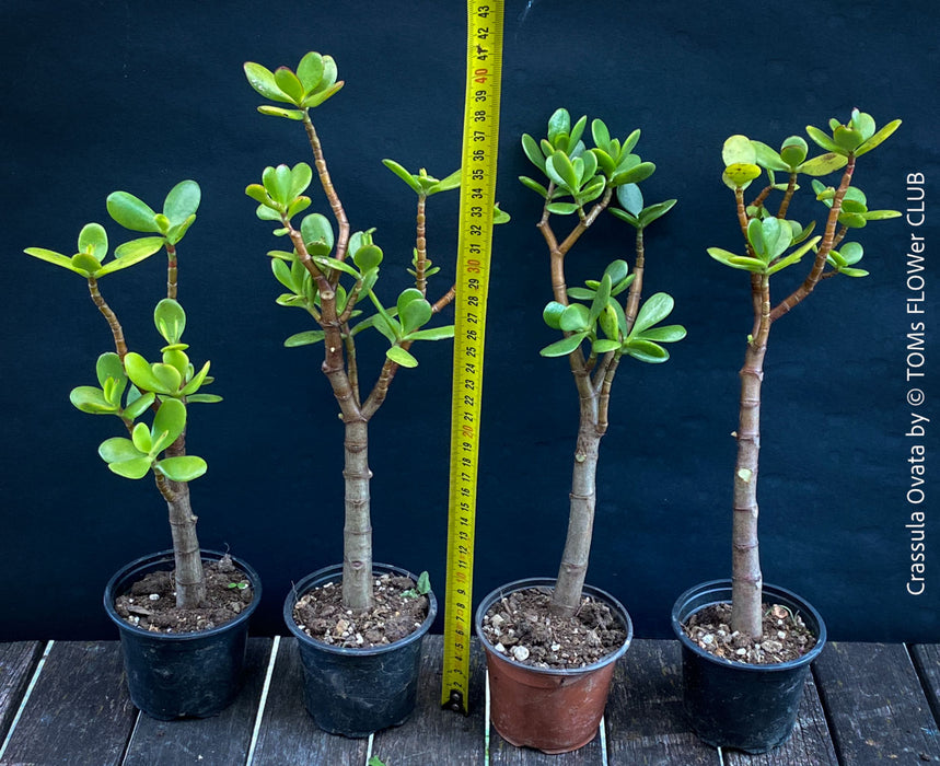 Crassula Ovata, Bonsai Tree, organically grown sun loving succulent plants for sale at TOMs FLOWer CLUB.