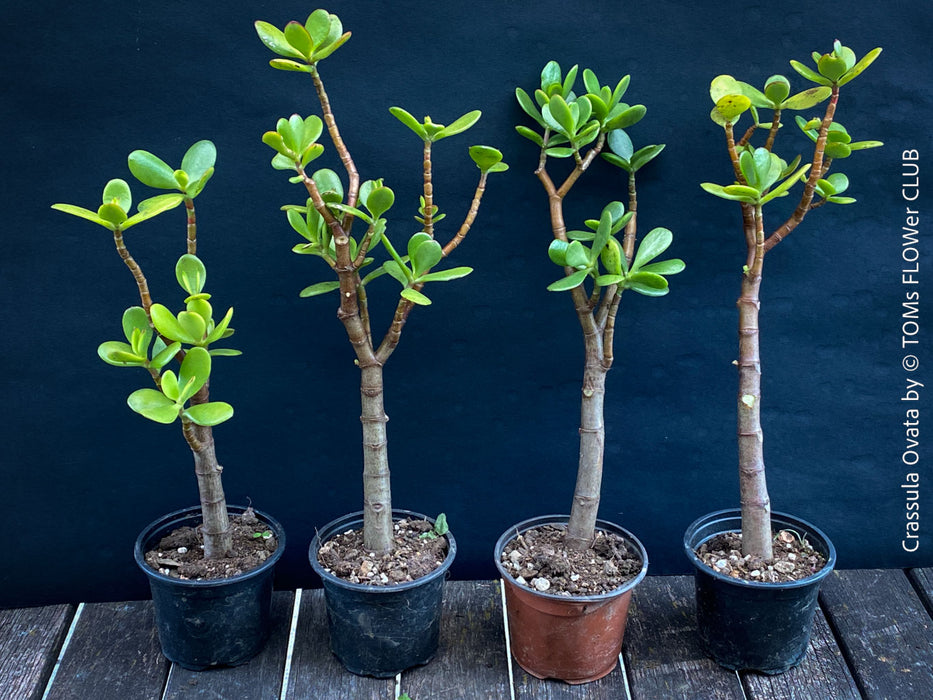 Crassula Ovata, Bonsai Tree, organically grown sun loving succulent plants for sale at TOMs FLOWer CLUB.