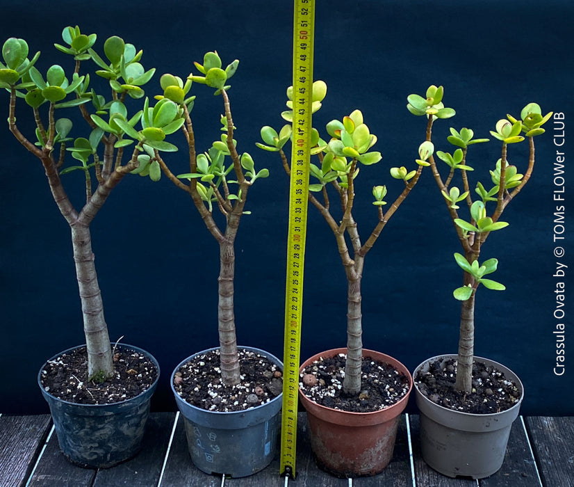 Crassula Ovata, Bonsai Tree, organically grown sun loving succulent plants for sale at TOMs FLOWer CLUB.