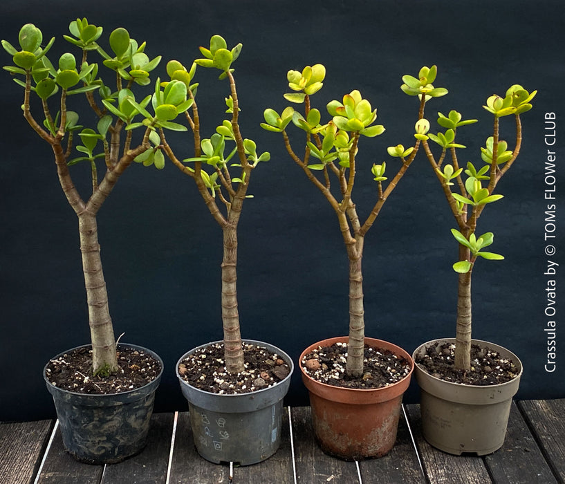 Crassula Ovata, Bonsai Tree, organically grown sun loving succulent plants for sale at TOMs FLOWer CLUB.