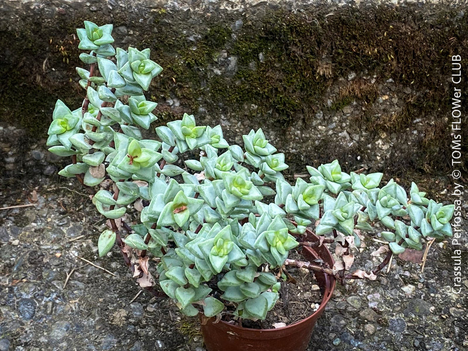 Crassula Perfossa, organically grown succulent plants for sale at TOMs FLOWer CLUB. 