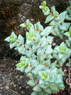 Crassula Perfossa, organically grown succulent plants for sale at TOMs FLOWer CLUB. 