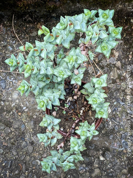 Crassula Perfossa, organically grown succulent plants for sale at TOMs FLOWer CLUB. 