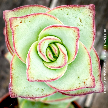 Crassula Perfossa, organically grown succulent plants for sale at TOMs FLOWer CLUB. 