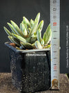 Crassula Tenelli, organically grown sun loving succulent plants for sale at TOMs FLOWer CLUB.