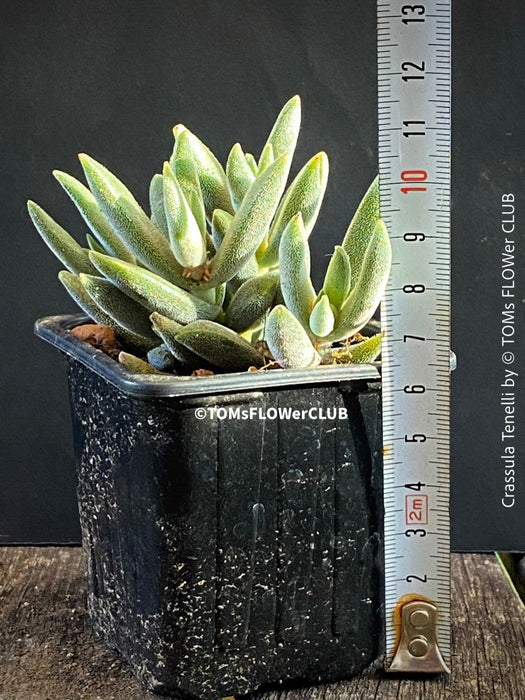 Crassula Tenelli, organically grown sun loving succulent plants for sale at TOMs FLOWer CLUB.