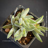 Crassula Tenelli, organically grown sun loving succulent plants for sale at TOMs FLOWer CLUB.