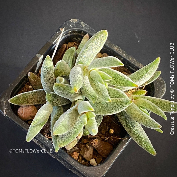 Crassula Tenelli, organically grown sun loving succulent plants for sale at TOMs FLOWer CLUB.