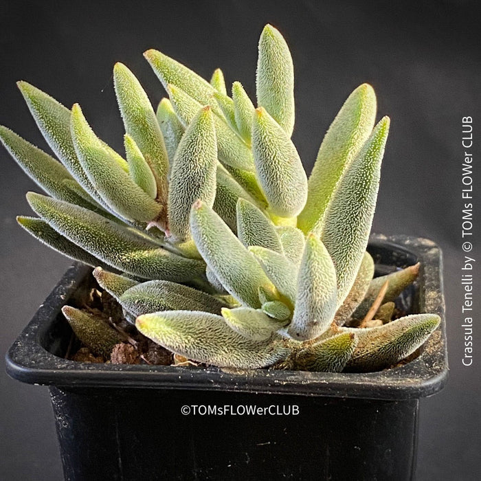 Crassula Tenelli, organically grown sun loving succulent plants for sale at TOMs FLOWer CLUB.