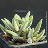 Crassula Tenelli, organically grown sun loving succulent plants for sale at TOMs FLOWer CLUB.