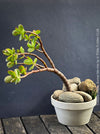 Crassula Ovata, bonsai tree, organically grown succulent plants for sale at TOMs FLOWer CLUB.