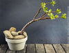 Crassula Ovata, bonsai tree, organically grown succulent plants for sale at TOMs FLOWer CLUB.