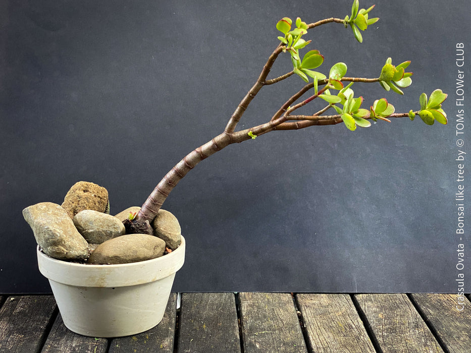 Crassula Ovata, bonsai tree, organically grown succulent plants for sale at TOMs FLOWer CLUB.