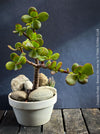 Crassula Ovata, bonsai tree, organically grown succulent plants for sale at TOMs FLOWer CLUB.