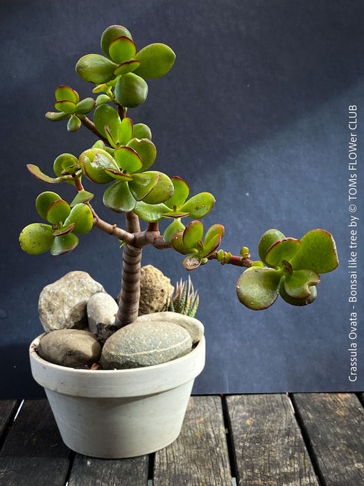Crassula Ovata, bonsai tree, organically grown succulent plants for sale at TOMs FLOWer CLUB.